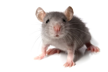 Drain survey service introduced to locate pests
