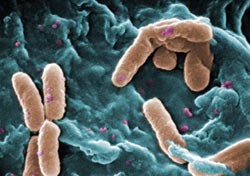 Addressing problems set by Pseudomonas